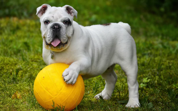  English Bulldog playing with a ball by Alain Audet