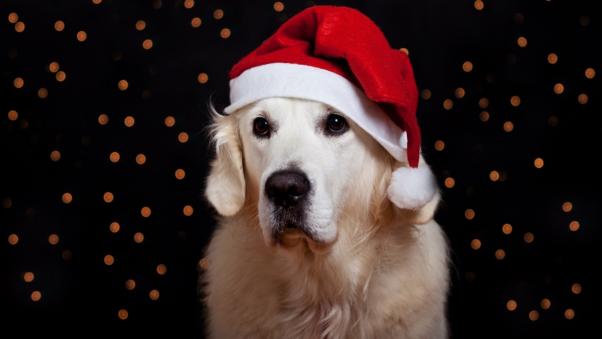 Download Santa Hat Dog Animal Golden Retriever HD Wallpaper
