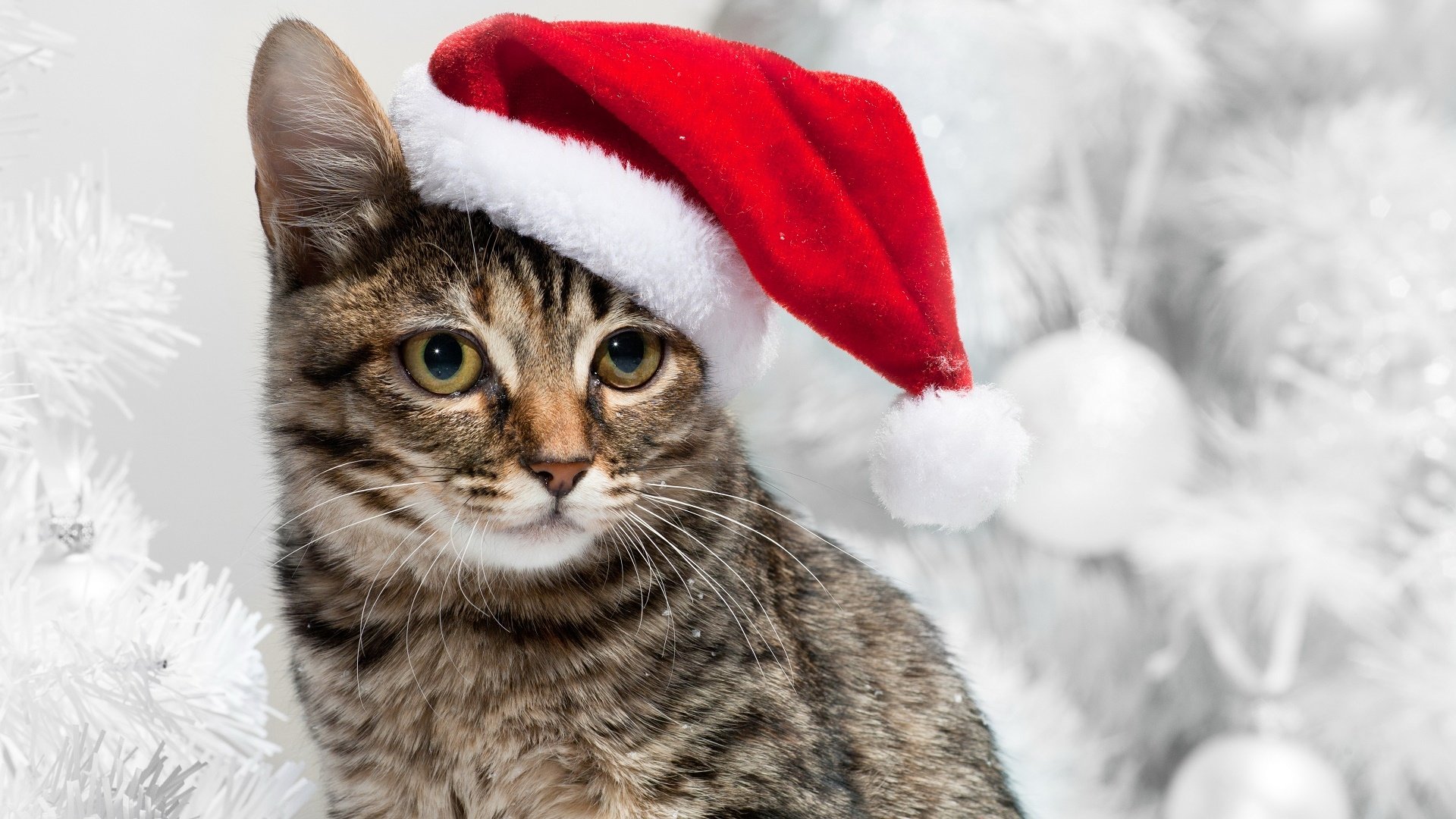 Download Eye Santa Hat Animal Cat HD Wallpaper