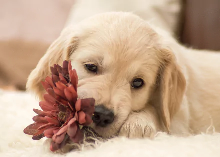 flower dog Animal golden retriever HD Desktop Wallpaper | Background Image