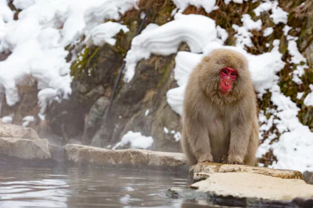 Animal Japanese macaque snow monkey HD Desktop Wallpaper | Background Image
