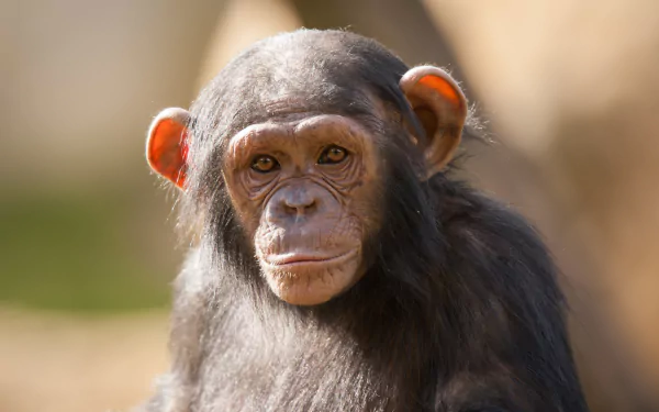 Close-up HD desktop wallpaper of a young chimpanzee primate with expressive eyes and detailed fur against a blurred natural background.