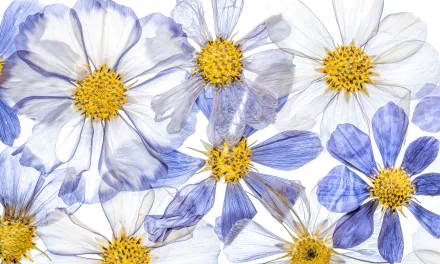 petal nature flower HD Desktop Wallpaper | Background Image