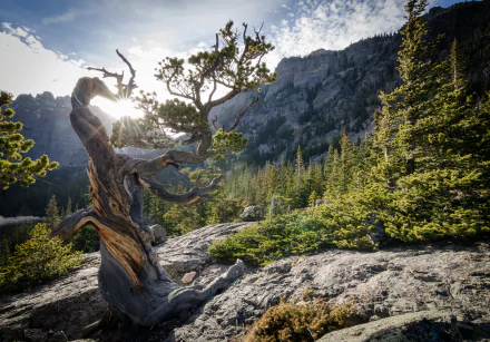 mountain nature Colorado USA rocky mountains twisted tree HD Desktop Wallpaper | Background Image