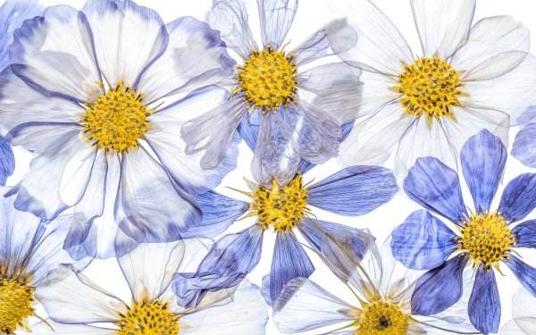 Earth Flower Flowers Petal HD Wallpaper | Background Image