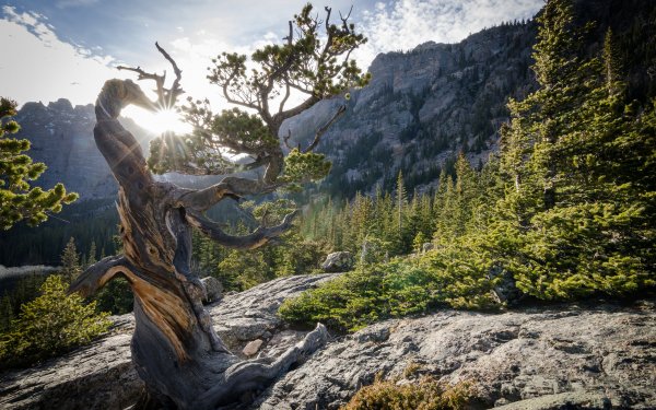Earth Twisted Tree Rocky Mountains USA Colorado Nature Mountain HD Wallpaper | Background Image