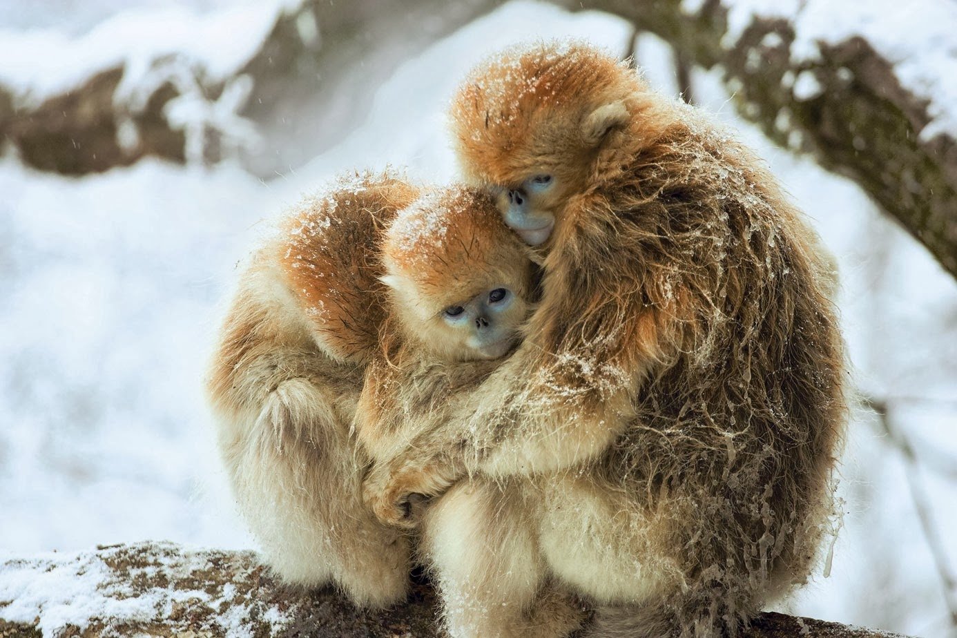 Download Animal Golden Snubnosed Monkey Wallpaper