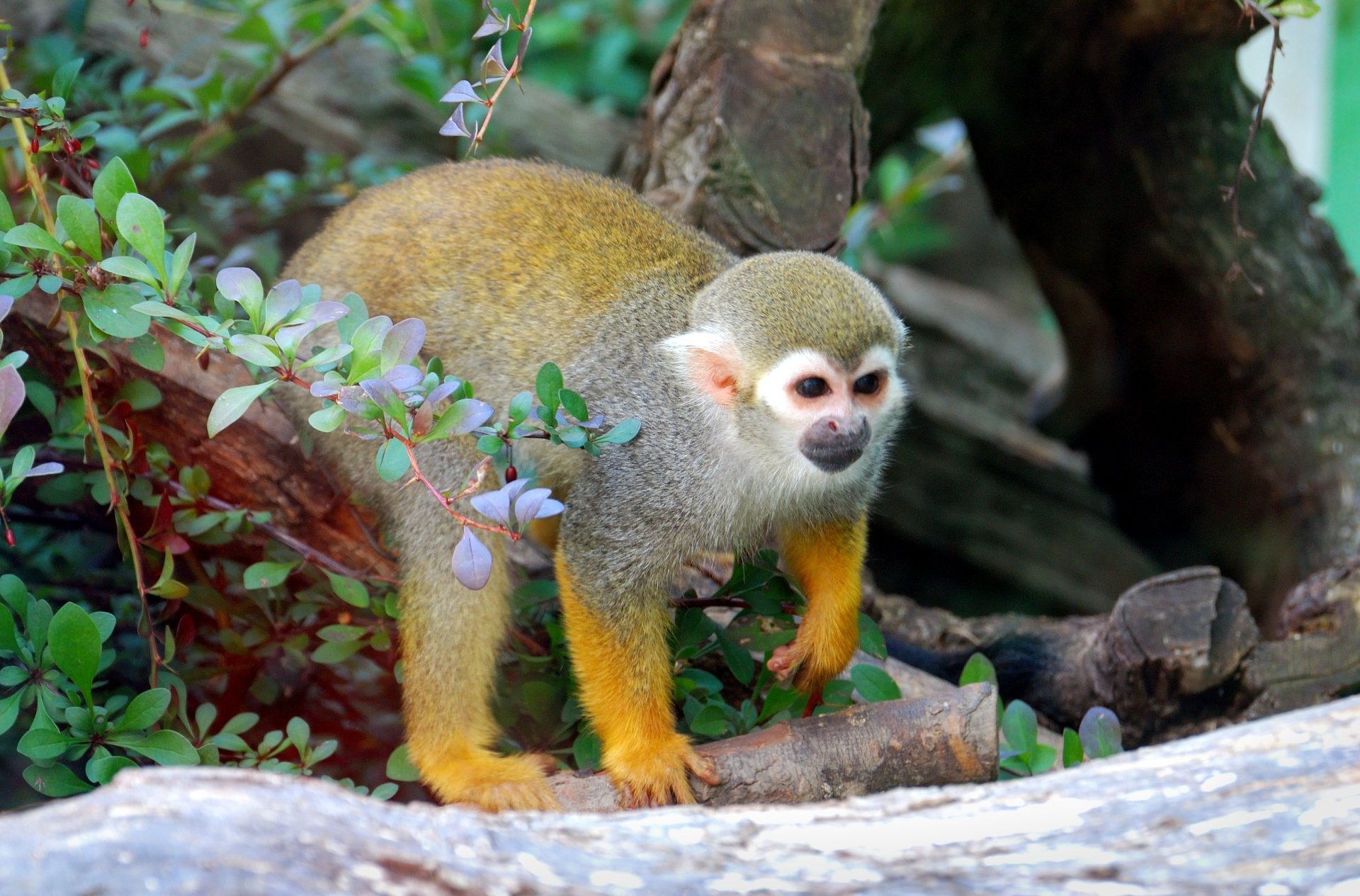Download Animal Squirrel Monkey HD Wallpaper