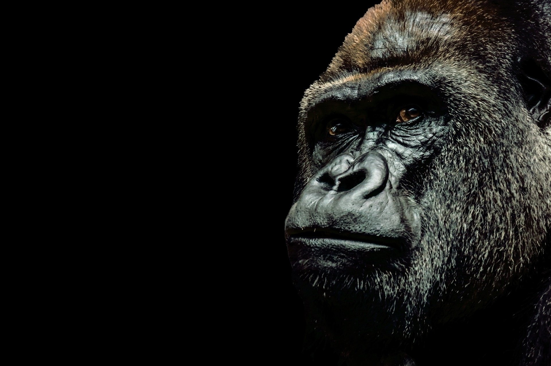 Best Of Great Zoom Backgrounds Gorilla Wallpaper Images