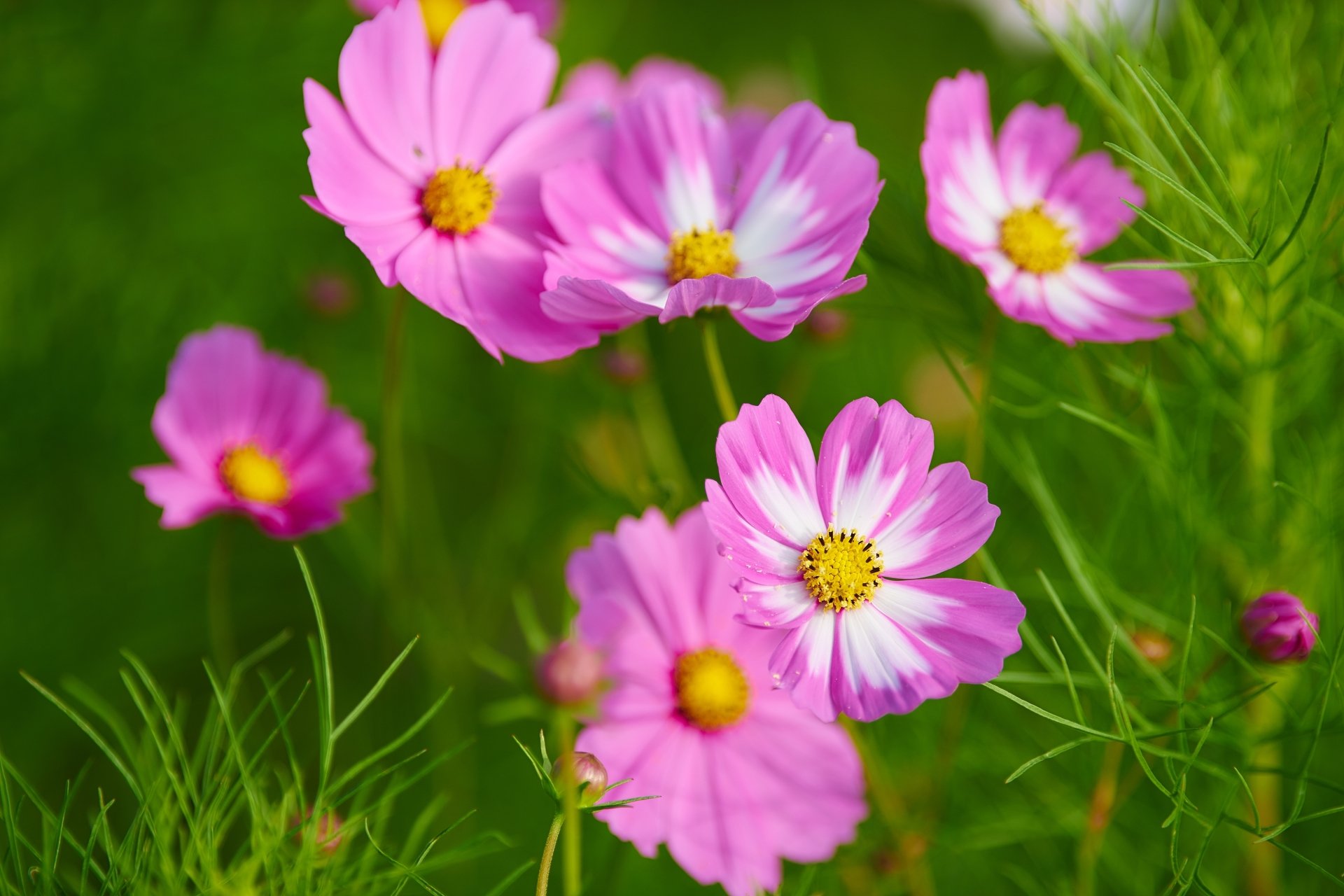 Download Flower Macro Pink Flower Nature Cosmos 4k Ultra HD Wallpaper