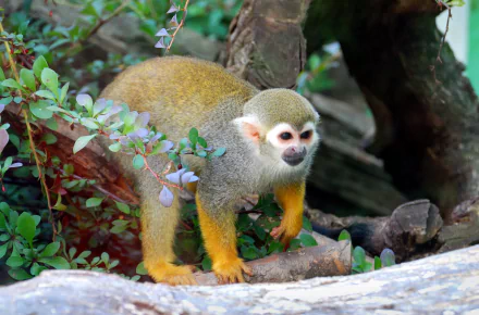 Animal squirrel monkey HD Desktop Wallpaper | Background Image