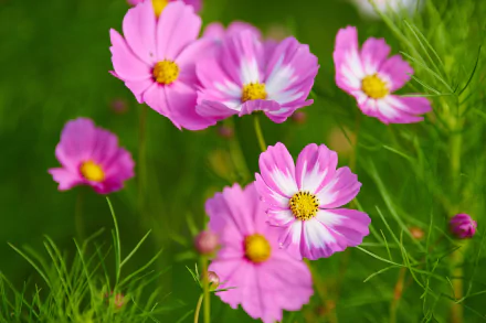 Macro shot of pink Cosmos flowers with yellow centers against soft green foliage — vibrant nature 5K Ultra HD PC desktop wallpaper and background.