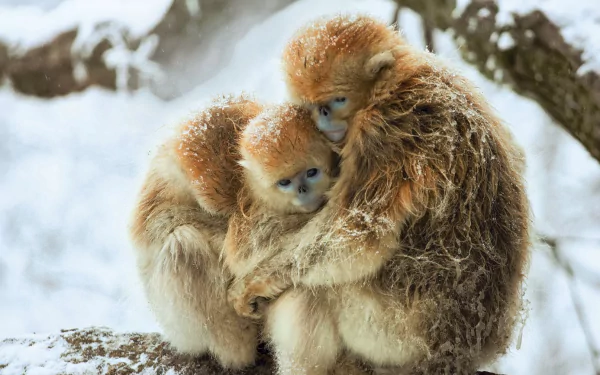 Animal Golden snub-nosed monkey HD Desktop Wallpaper | Background Image