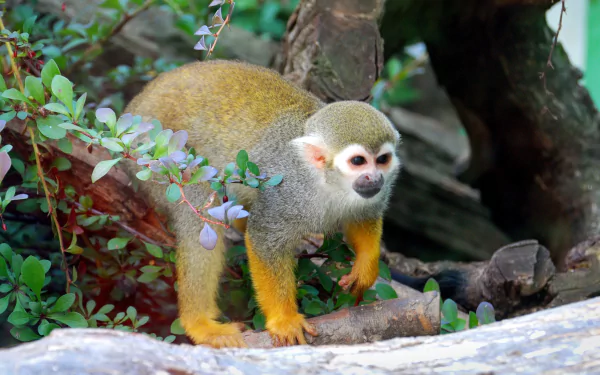 Animal squirrel monkey HD Desktop Wallpaper | Background Image