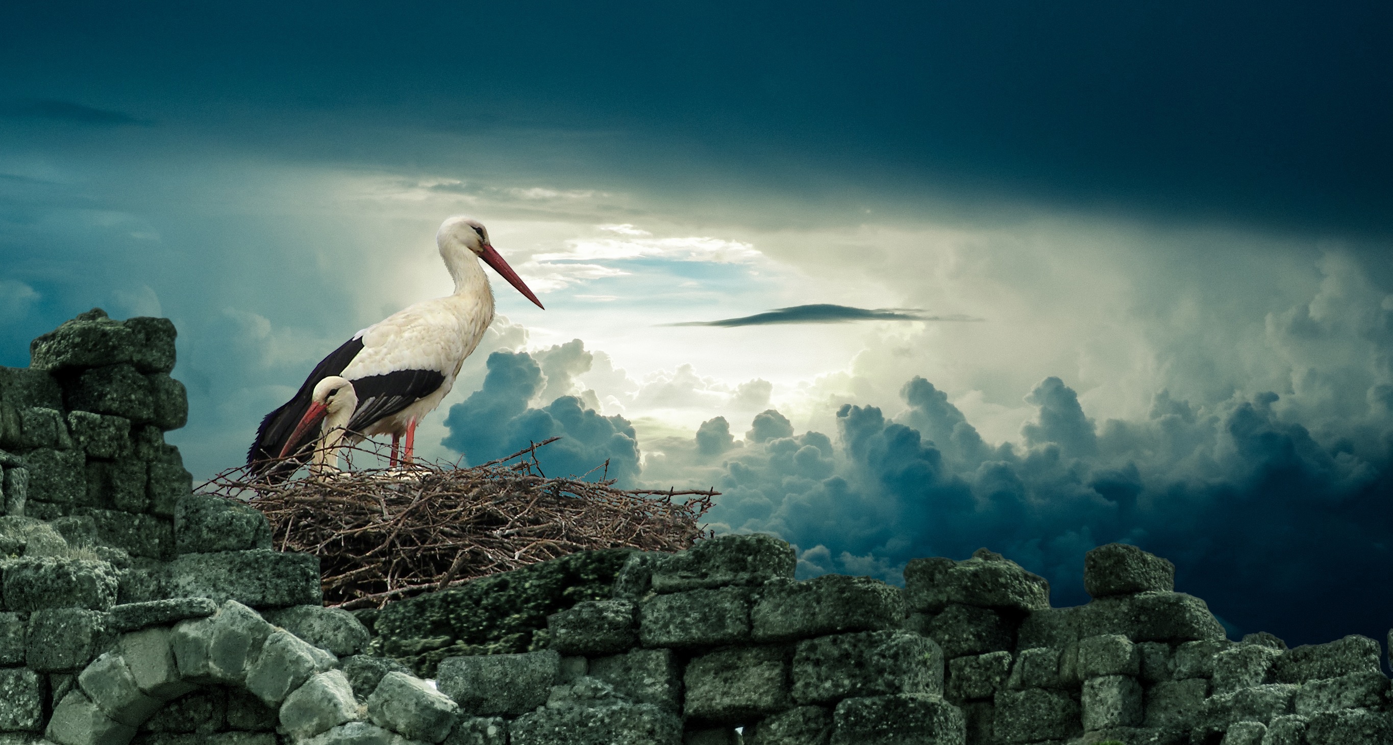 Storks in a nest by DigitalDesigner