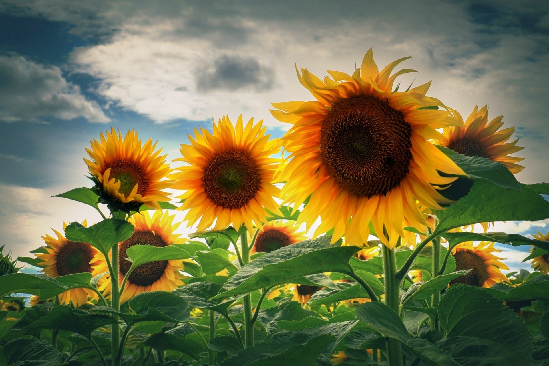 Sunflower HD Wallpaper | Background Image | 1925x1283