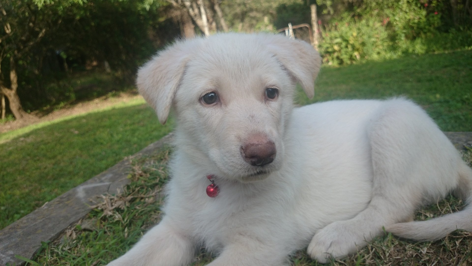 A white Swiss shepherd puppy, resembling a German shepherd, rests on green grass in this 4K Ultra HD desktop wallpaper and background.