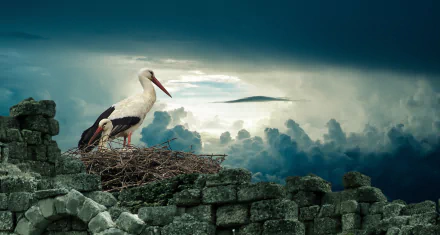 A white stork stands on its nest atop ancient stone ruins under a dramatic cloudy sky, captured in this HD nature wallpaper.