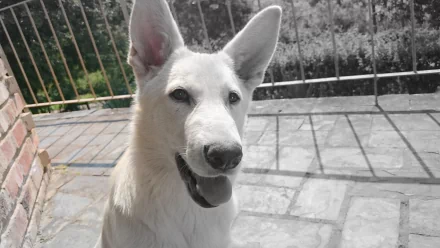 White Shepherd (Swiss/German shepherd) close-up on a sunlit patio — 4K Ultra HD PC desktop wallpaper background.