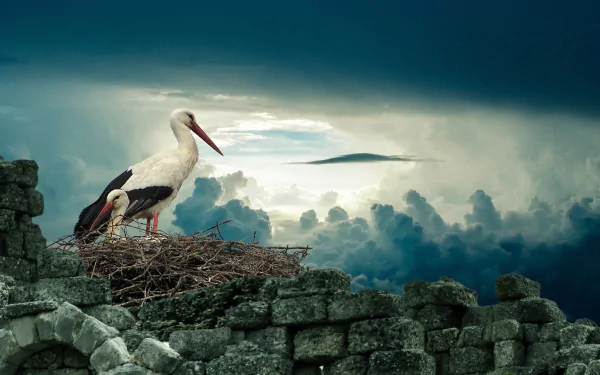 A white stork stands on its nest atop ancient stone ruins under a dramatic cloudy sky, captured in this HD nature wallpaper.