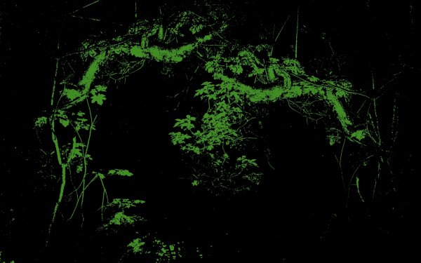 Artistic Nature Branch Leaf Green HD Wallpaper | Background Image
