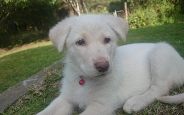 A white Swiss shepherd puppy, resembling a German shepherd, rests on green grass in this 4K Ultra HD desktop wallpaper and background.