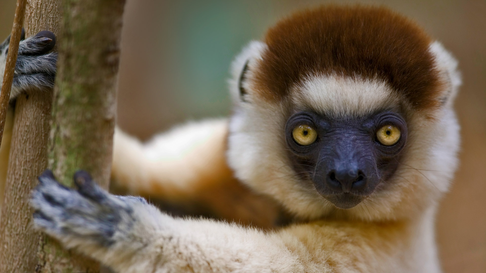 Lemur Full HD Wallpaper and Background Image | 1920x1080 | ID:672843