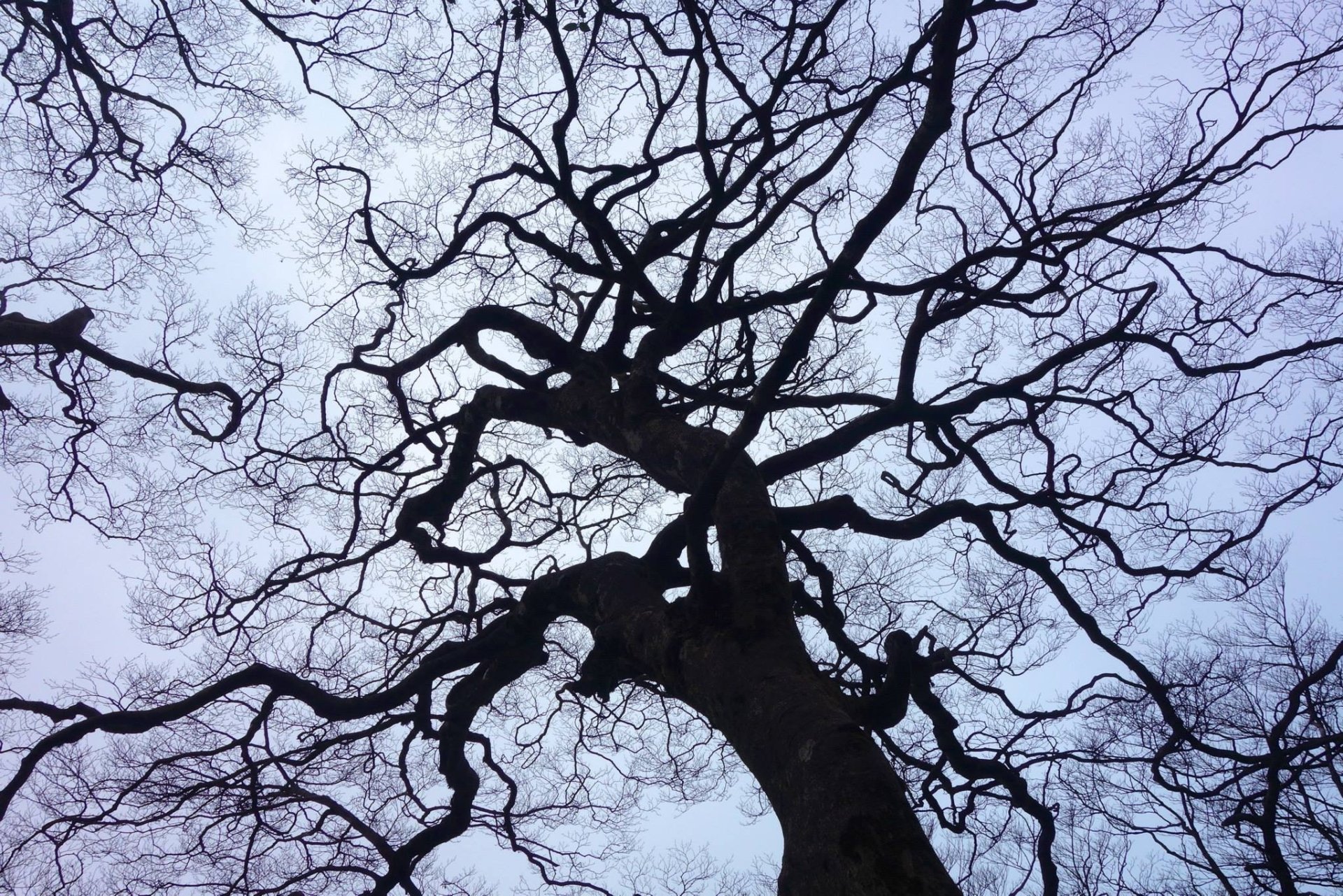 A deadwood tree reaching or the sky in Taiwan Tapeta HD | Tło