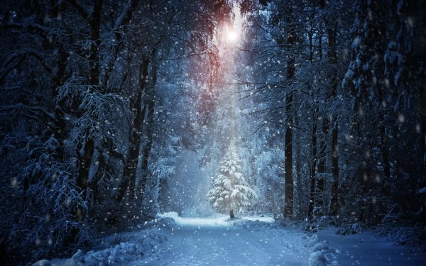 Earth Winter Forest Snow Snowfall Sunbeam Path Tree HD Wallpaper | Background Image