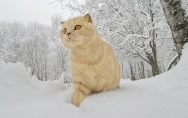 Animal Cat Cats Winter Snow HD Wallpaper | Background Image