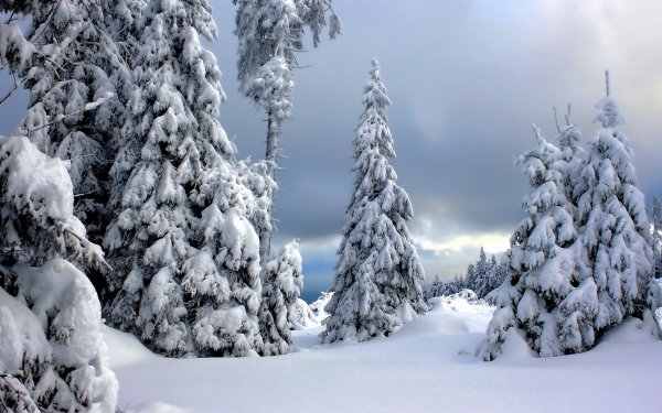 Earth Winter Forest Snow Tree HD Wallpaper | Background Image