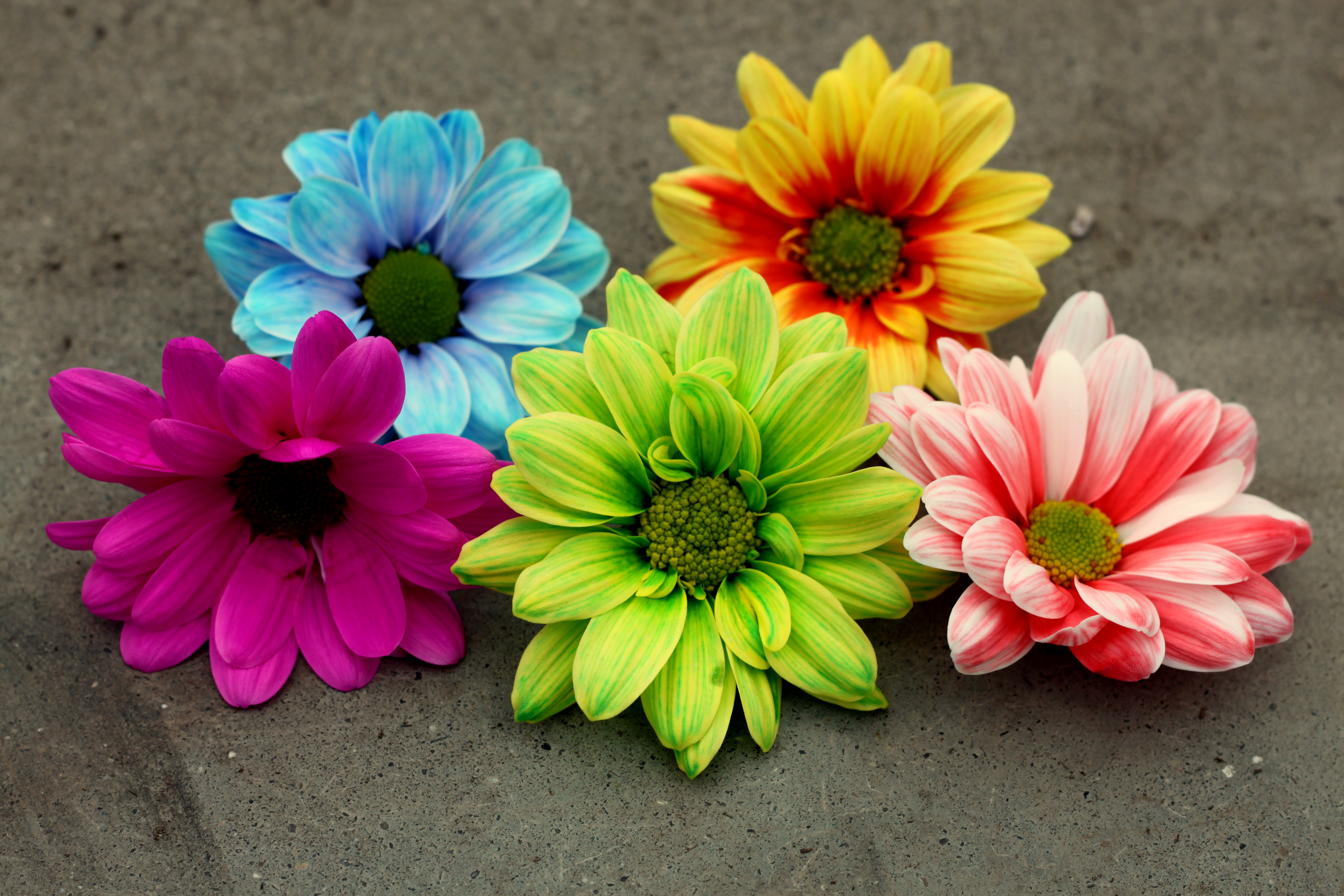 Colorful Gerberas 4k Ultra HD Wallpaper and Background Image