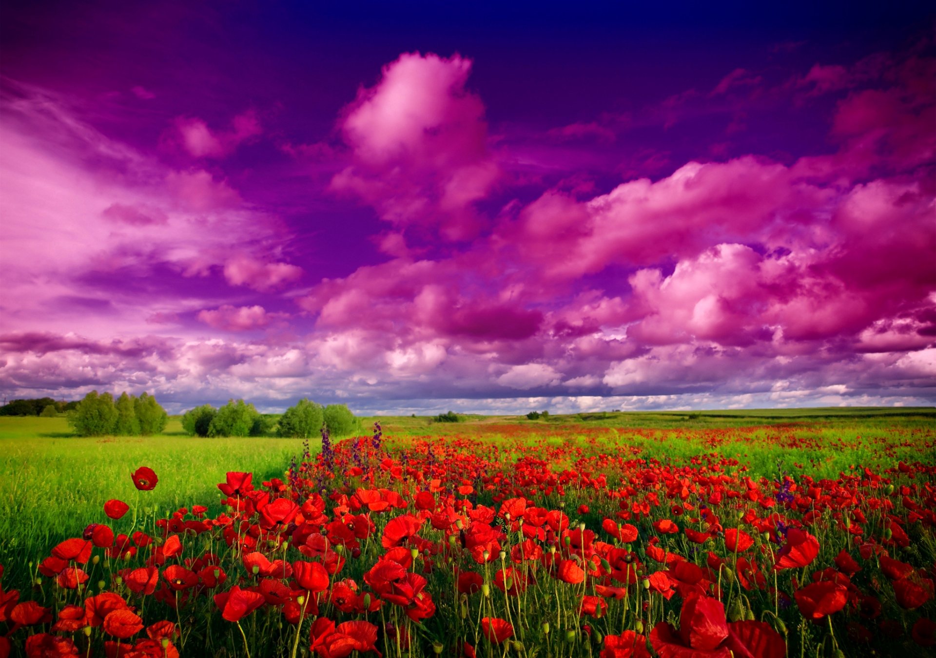 Download Cloud Sunset Sky Poppy Flower Nature Field  HD Wallpaper