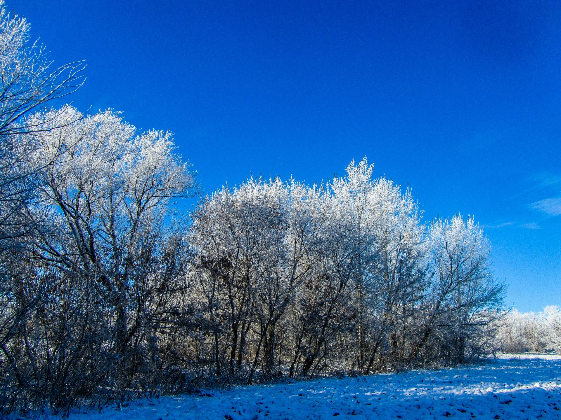 Download Tree Nature Winter 4k Ultra HD Wallpaper by Vergilius ...