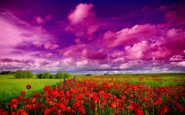 Earth Field Flower Poppy Sky Sunset Cloud HD Wallpaper | Background Image