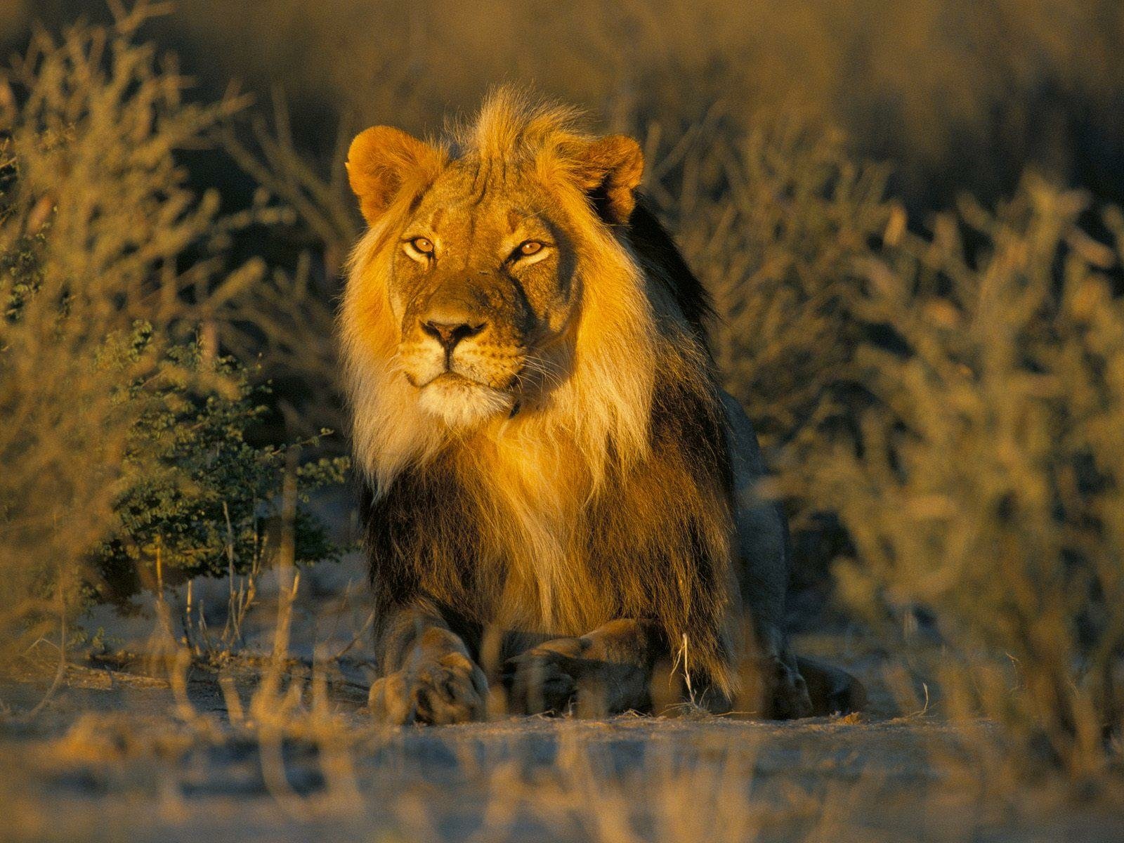 male-lion