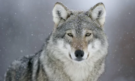  Wolf on Snowy Day