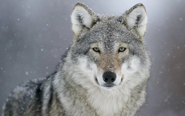 snow gray wolf Animal HD Desktop Wallpaper | Background Image
