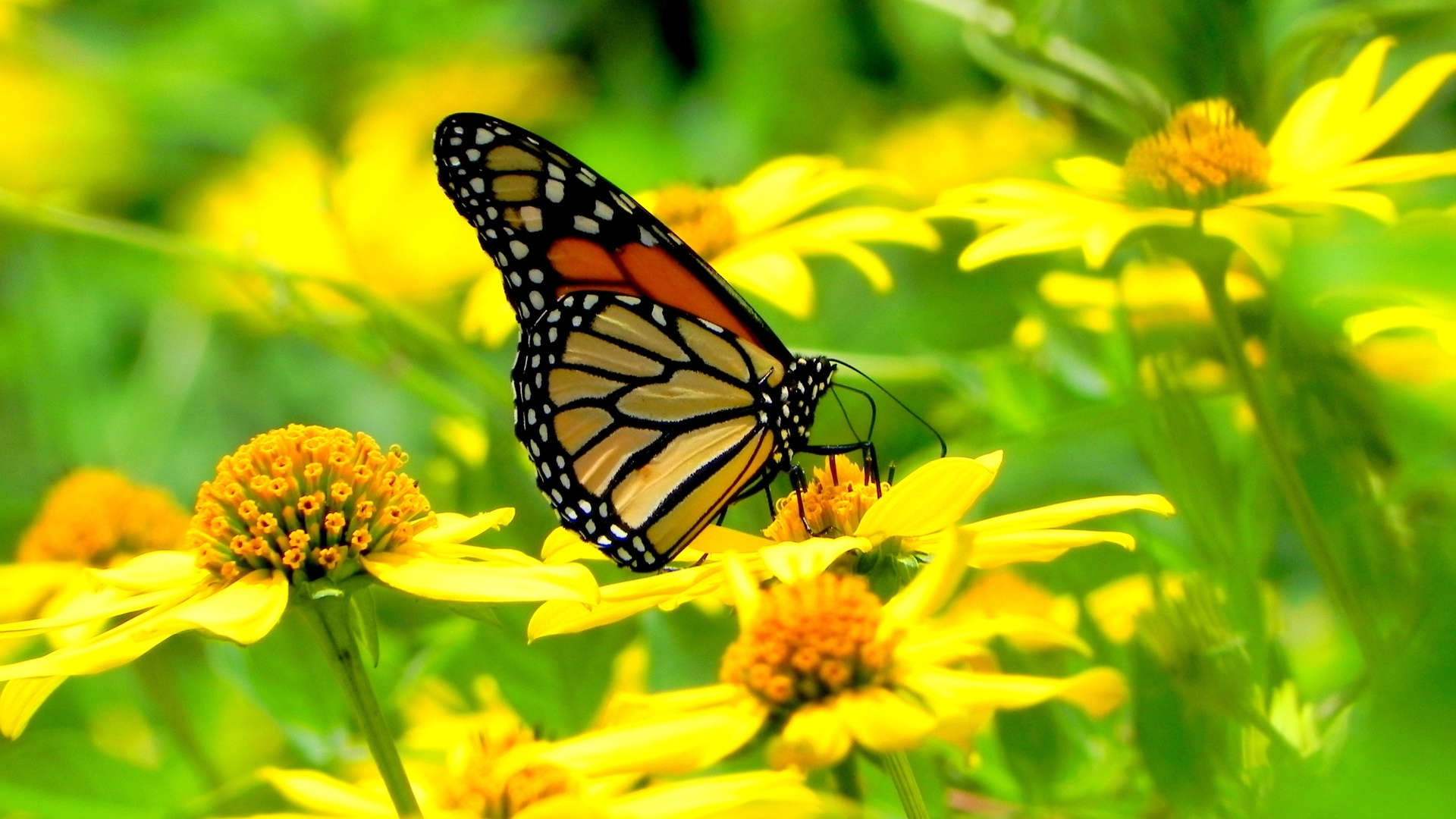 yellow butterfly background