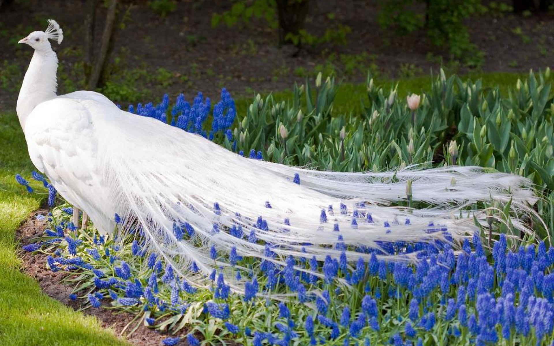 Sumérgete en la encantadora belleza del pavo real blanco: un video ...