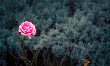 A vibrant pink rose in sharp focus against a softly blurred natural background, creating a striking depth of field effect for an HD desktop wallpaper.