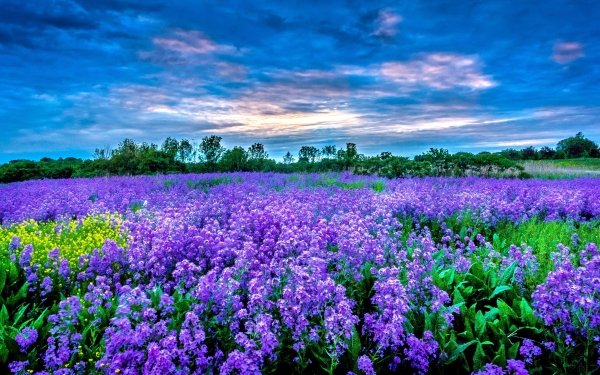 Tierra/Naturaleza Campo Naturaleza Flor Púrpura Cielo Fondo de pantalla HD | Fondo de Escritorio