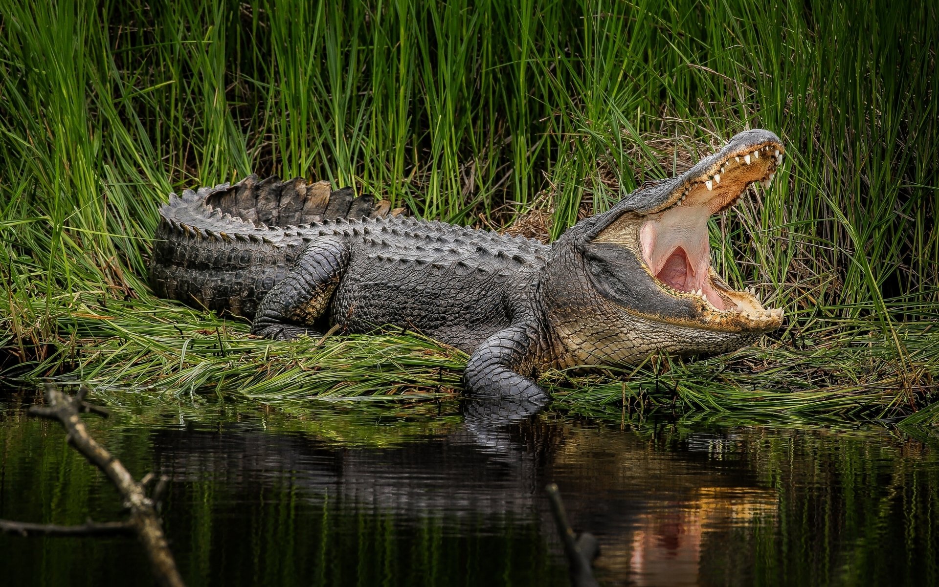 Alligator HD Wallpaper | Background Image | 2880x1801 | ID:676518 ...