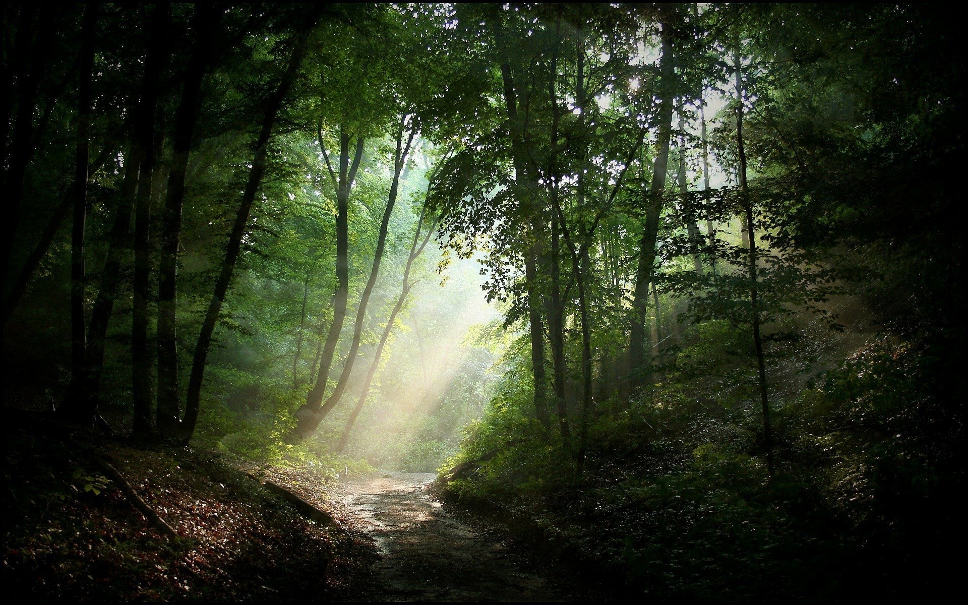 Download Greenery Path Sunbeam Nature Tree Forest HD Wallpaper