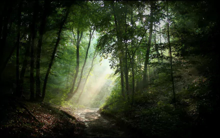 A serene forest scene featuring a winding path surrounded by lush greenery, illuminated by sunbeams filtering through the trees, creating a tranquil atmosphere in nature.