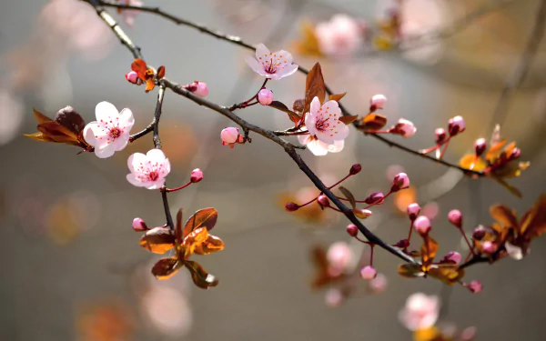 8K Ultra HD wallpaper showcasing a delicate branch with pink blossoms and buds, captured with a soft depth of field highlighting the beauty of nature's flowering season.