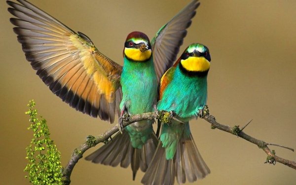 Animal Bee-eater Birds Bee-Eaters Bird Branch Colorful HD Wallpaper | Background Image