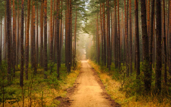 HD desktop wallpaper of a dirt path winding through a dense forest with tall trees and lush greenery, showcasing the tranquility of nature.