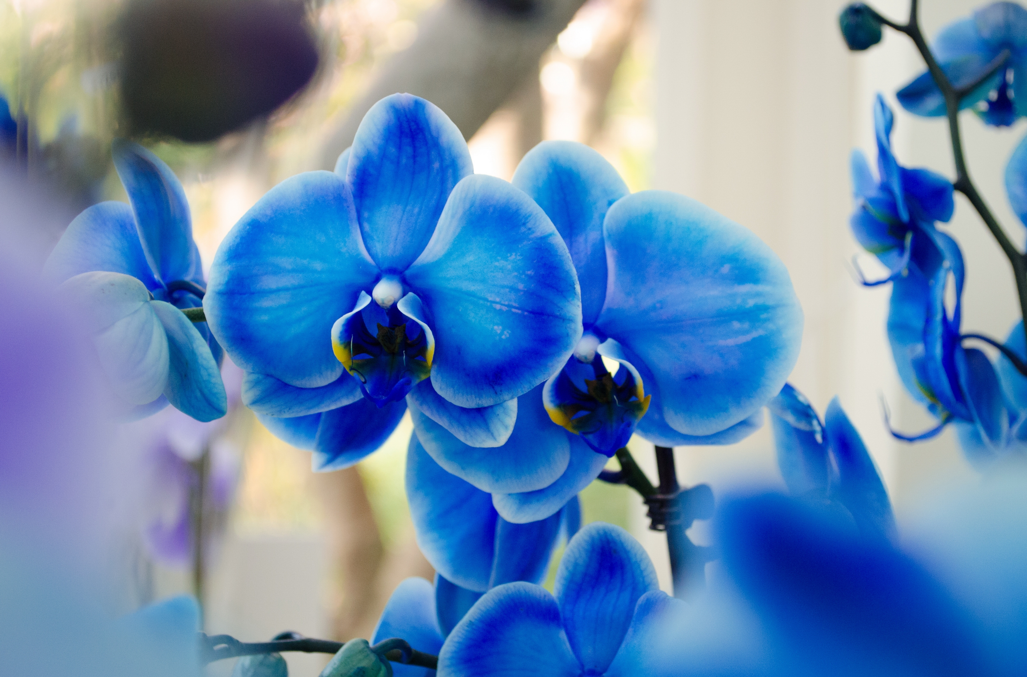 Download Nature Orchid HD Wallpaper