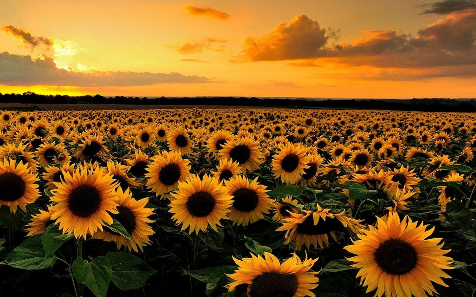 Sunflower Field at Sunset Full HD Wallpaper and Background Image